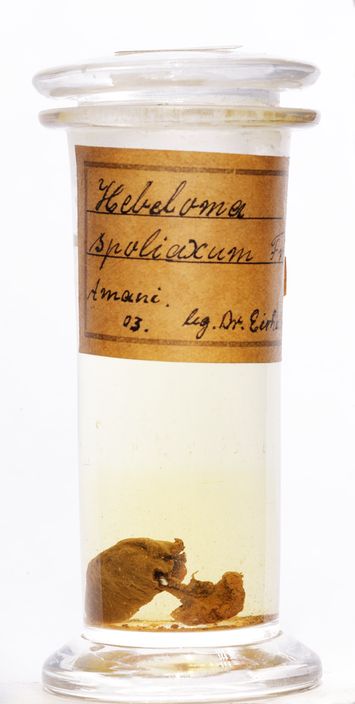 Vorschaubild Hebeloma spoliatum (Fr.) Gillet